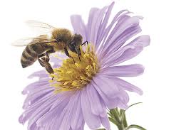 Check spelling or type a new query. Sunlive New Zealand Bees Abuzz On World Bee Day The Bay S News First