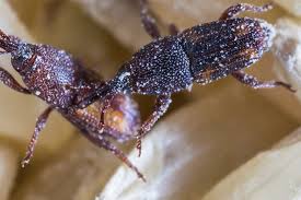Every pest infestation leaves behind some sign of the pest's presence. Pests In Food Processing Rentokil