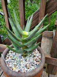 Image result for Aloe christianii