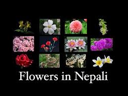 We did not find results for: Video Common Flower Names