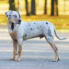 Catahoula Leopard Dog Dog Breed Everything About Catahoula Curs
