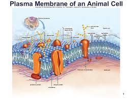 5 1 Plasma Membrane Structure And Function Part 1 Diagram Quizlet