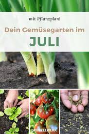 Aussaat Pflanzen Im Juli Pdf Pflanzplan Wurzelwerk Pflanzplan Pflanzen Garten Pflanzen