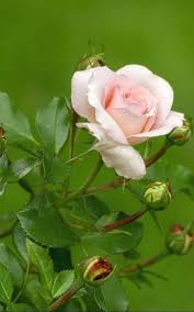 Pin By Becca Htay On Cvety Beautiful Flowers Rose Buds Pretty Flowers