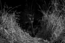Rare black panther confirmed in Kenya | National Geographic