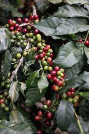 Coffea Arabica Coffee Bean Tree Coffee Plant Coffea Arabica