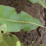 Image result for Ochna schweinfurthiana