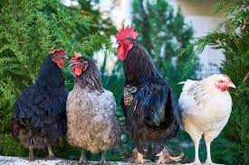 Regular transport, cramped and bare temporary housing, forced training and performance, loud noises and crowds of people are often unavoidable realities for the animals. How Noisy Are Backyard Chickens