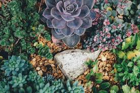 Somos un mini emprendimiento familiar, trabajando en lo que amamos. El Sustrato Ideal Para Las Plantas Suculentas Guia De Jardin