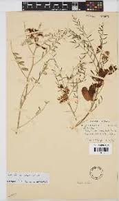 Image result for Lycium schizocalyx