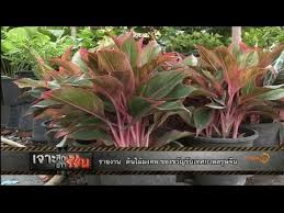 Maybe you would like to learn more about one of these? à¸• à¸™à¹„à¸¡ à¸¡à¸‡à¸„à¸¥ à¸‚à¸­à¸‡à¸‚à¸§ à¸à¸£ à¸šà¹€à¸—à¸¨à¸à¸²à¸¥à¸•à¸£ à¸©à¸ˆ à¸™ Youtube