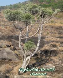 Image result for Euphorbia distinctissima