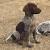 German Shorthaired Pointer Black