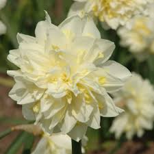 Irene Copeland Novelty Narcissi Narcissus Spring Perennials Daffodils