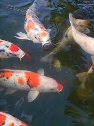 The white variety is called a shiro bekko. Colored Carp Carp Fish Aquarium Fish Red And White Japan Koi Vivid Pond Pikist
