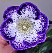 Image result for Buchnera speciosa