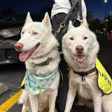 Forever home for Australian Shephard and Huskie mix dog