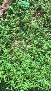 Image result for Oplismenus hirtellus