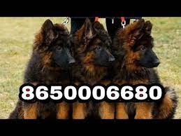 You could also find such german shepherd at around. Pet Care German Shepherd Puppies For Sale 8650006680 In Patna Arrah Buxar Hajipur Bihar Jharkhand Youtube