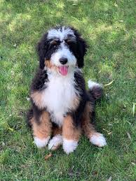 Mini bernedoodles can range anywhere from 15 pounds to 40 pounds depending on the dogs used for breeding. Best Doodle Puppy Bernedoodles