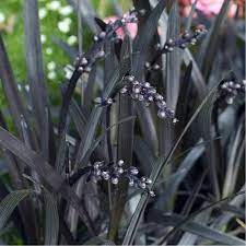 3 Ophiopogon Niger Black Mondo Grass Hardy Evergreen Low Ground Cover Plant Ground Cover Plants Plants Ground Cover