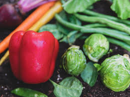 You can start with seeds, which are the least expensive way to grow plants, but they take the longest to. Top 10 Vegetables To Grow In Your Home Garden