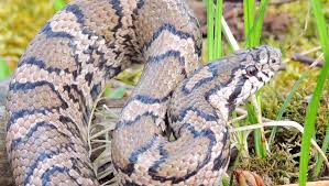 Check spelling or type a new query. No Need To Fear Most Snakes In Wisconsin