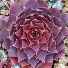 These natives of north africa's canary islands prefer more moisture than most succulents. Outdoor Succulents With Winter Interest Mountain Crest Gardens