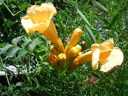 When choosing a vine, consider size it produces large, exotic yellow flowers from late summer to fall, when most vines have petered out. How To Grow Trumpet Vine Growing And Caring For Trumpet Vine