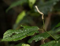 Image result for Piper capense