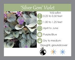 Buy Silver Gem Violet - LGS Native Plant Shop