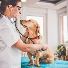 You should certainly take your dog to the vet if you have discovered a lump on the surface of the skin, but not all surface lumps are cancers. Warning Signs Of Cancer In Dogs