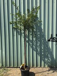 Okame is a short, bushy specimen tree that tends to branch low down. Prunus Campanulata X Incisa Okame Flowering Cherry Nishiki Nursery