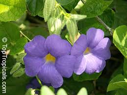 Image result for Thunbergia battiscombei