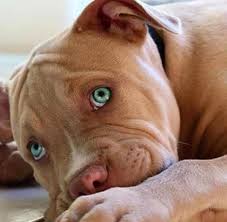 Pin Em Pibbles