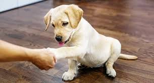 It is very tempting to get carried away with puppy training. What Is The Best Age To Start Training A Lab Puppy