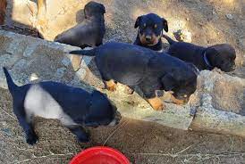 From small little yappers to protective canine giants, scroll down to find. Rottador Labrottie Puppies For Sale Paarl Dogs Puppies Public Ads 169105