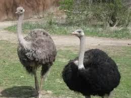 And so more to see a chart of it with image and wikipedia click below link 10 animals name end with letter 'o' What Are Some Animals Starting With O Quora