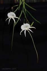 Image result for Afroligusticum scottianum