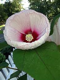 Image result for Hibiscus migeodii