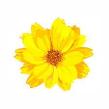 Image result for Chrysanthellum