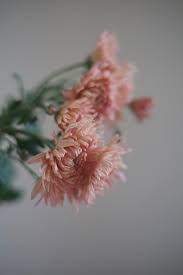 Chrysanthemum 'Pat Lehman' — HALDEN