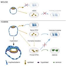 Check spelling or type a new query. Human Naive Epiblast Cells Possess Unrestricted Lineage Potential Sciencedirect