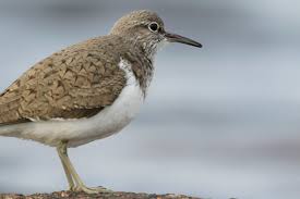 Sandpipers Other Wading Birds Bird Family Overview The