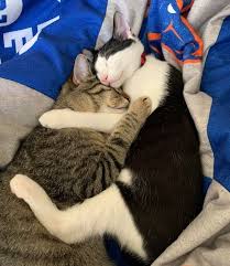 Moderators will post flairs for each link to distinguish the type of link and text post is being submitted. 15 Photos That Prove Cats Love Is A Beautiful Thing