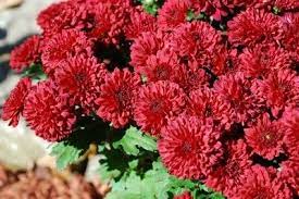 Propagating Mums Growing Mums From Cuttings And Seeds Garden Mum Mums Flowers Chrysanthemum Growing