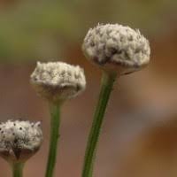 Image result for Eriocaulon abyssinicum