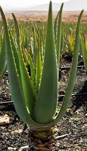 The gel contained in the aloe vera leaves has soothing properties and is used to treat sunburn cactus: Cactus Plants Buy Cactus Plants In Pune Maharashtra India From Om Farms Nursery