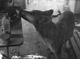 She died on august 17, 1980. The Disappearance Of Azaria Chamberlain 80 Days That Changed Our Lives Abc Archives