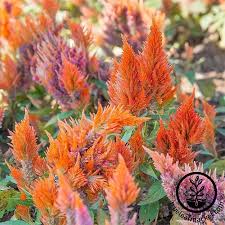 How To Grow Crazy Colorful Celosia Flowers Gardener S Path Annual Flowers Flower Landscape Flower Garden
